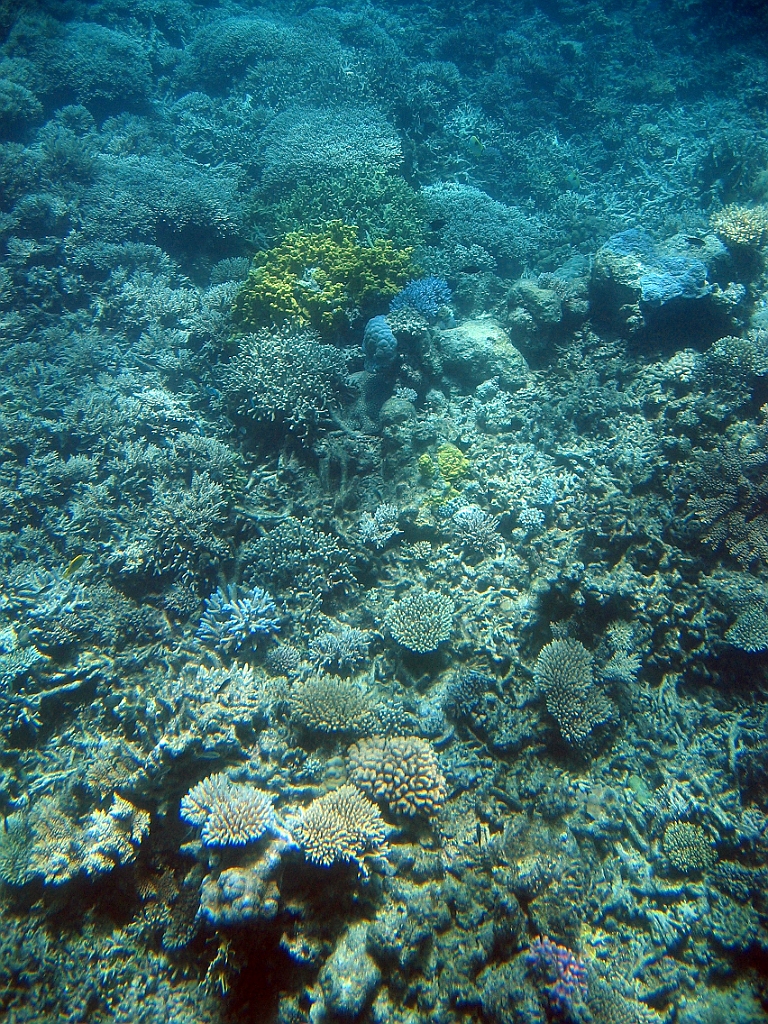 055 Great Barrier Reef.jpg